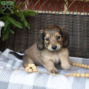 Fudge, Dachshund Puppy